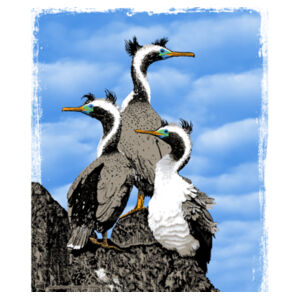 Spotted Shags Banks Peninsula - Womens Curve Longsleeve Tee Design