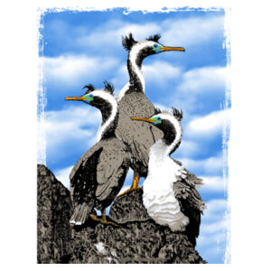 Spotted Shags - Parekareka, Banks Peninsula, New Zealand Design